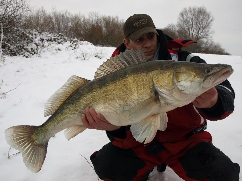 (Deutsch) Große Zander